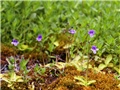 Pinguicula vulgaris